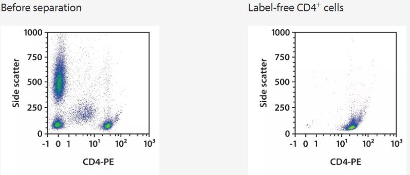 CD4+ cells were isolated from a complete buffy coat using the StraightFrom Buffy Coat REAlease CD4 MicroBead Kit, Whole Blood Columns, and a MultiMACS Cell24 Separator Plus with the Single-Column Adapter. Cells were fluorescently stained with REAfinity Antibodies CD4-PE and analyzed by flow cytometry using the MACSQuant Analyzer X. Cell debris and dead cells were excluded from the analysis based on scatter signals and propidium iodide fluorescence.